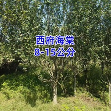 西府海棠树苗批发叶西府海棠花树西府海棠5-12公分西府海棠批发