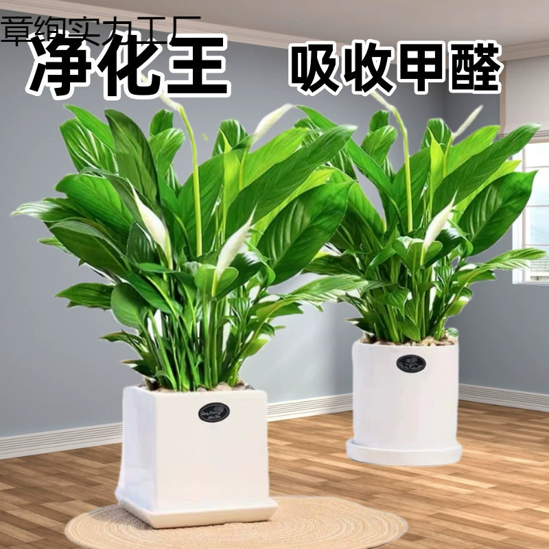 Большая белая ладонь плавно плавно плавает