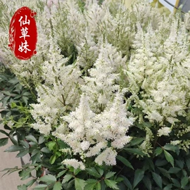 宿根花卉;一二年生花卉;灌木