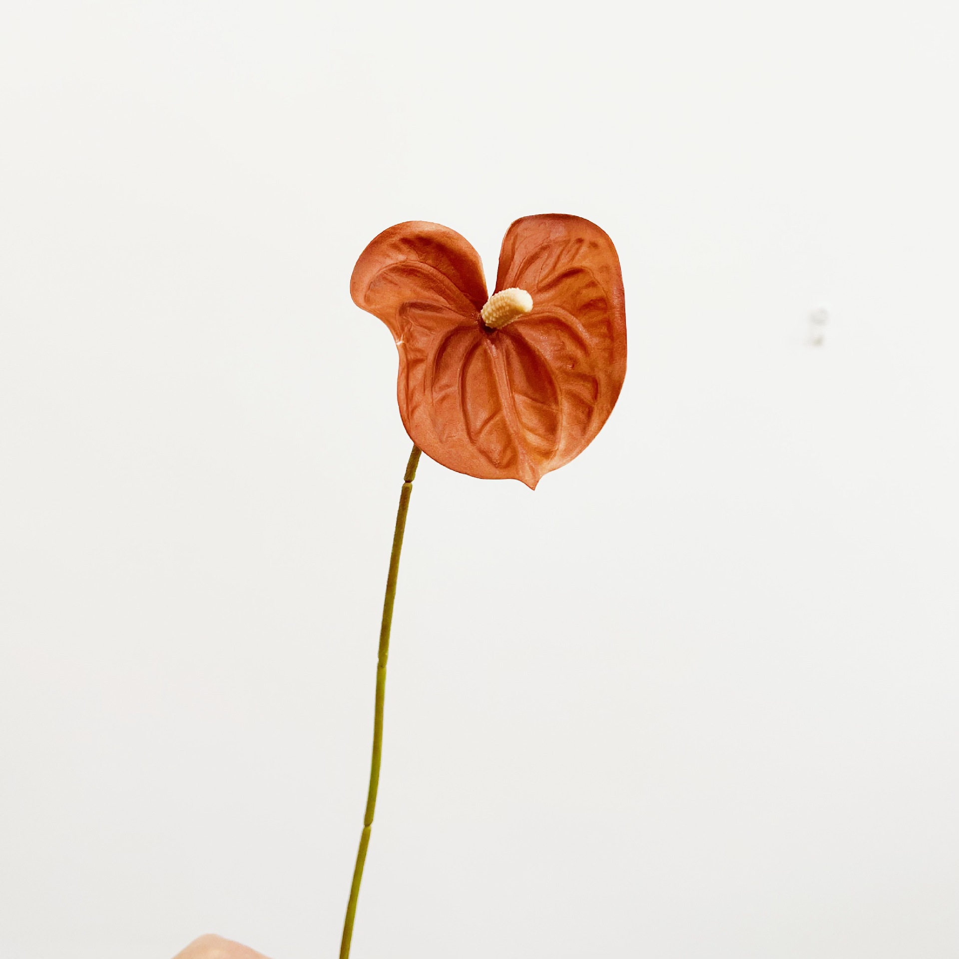Short-branched bear paw [dark brown color]