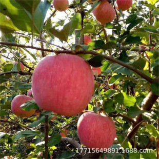 �޽��O����������ĳ��O�����ϱ����Nֲ������Ԯ���Y��