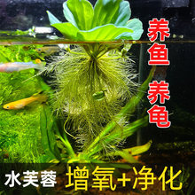 ��Ƽˮ��ˮܽ���B�~�����쾰�b�ˮ��ֲ��ˮ���Jˮ�ݳ�������ˮ�|