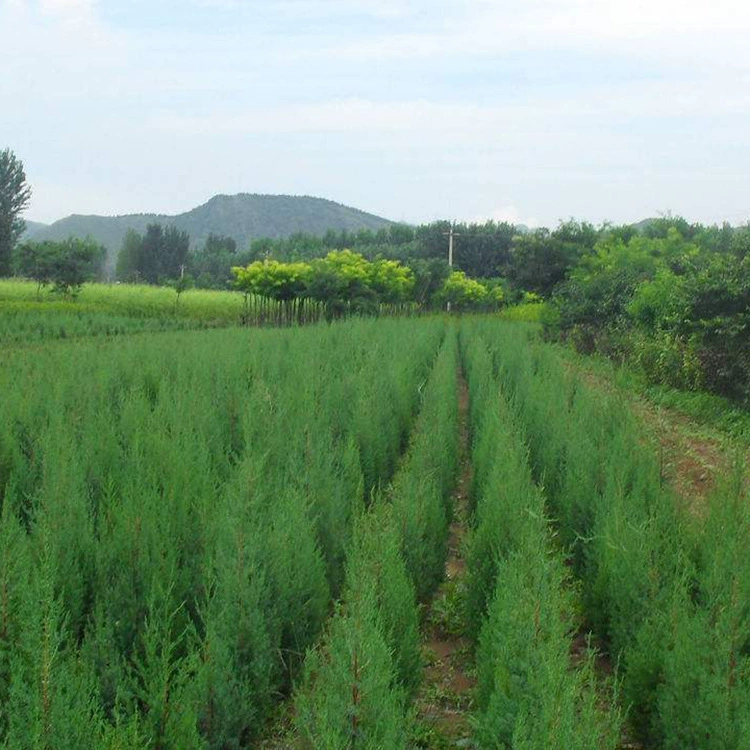 Зеленение уличных деревьев, живой изгороди, сосновой хвои, саженцы сосновой хвои, засухоустойчивые, вечнозеленые в любое время года, полная спецификация и отличные цены.