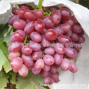 �� ����ɭ �˂��� ɽ�|ƽ�Ȼ������l�o����Ʒ�N���ј���r���