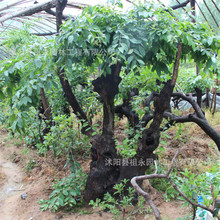 K@־GLͥԺͺļNֲ~ľ^pеl