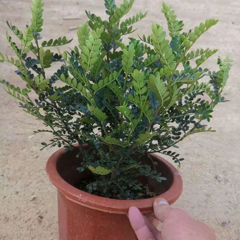 Фуцзянь посадка база перец оптом перец крупные оптовые горшечные вечнозеленые