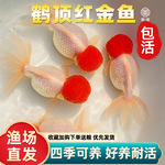 鹤顶红金鱼红头活体鱼观赏鱼红狮子头丹顶冷水鱼淡水好养耐活金鱼