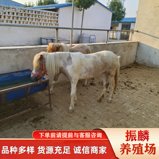 ɽ���Bֳ�������Rƥ �±����R��������T��С���R���㰫�R