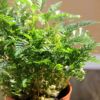 Moss micro -landscape making fern plant micro -landscape plant wolf tail fern plant wholesale landscaping potted plants