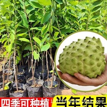 �ش���ȹ����޽�̨���P������Ϸ�ţ����ȷ���֦���Ħ�����