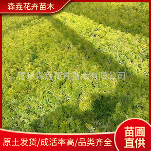 ��ײ����� �G�~��ײ��S��l�ر��쾰�������޸����ܽ��~��ײ�