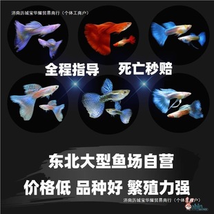 Fish Fry Freshwater Ornamental Fish Live Guppy Zebrafish Anchovy Angel Good Fish Purebred Pet Free Shipping