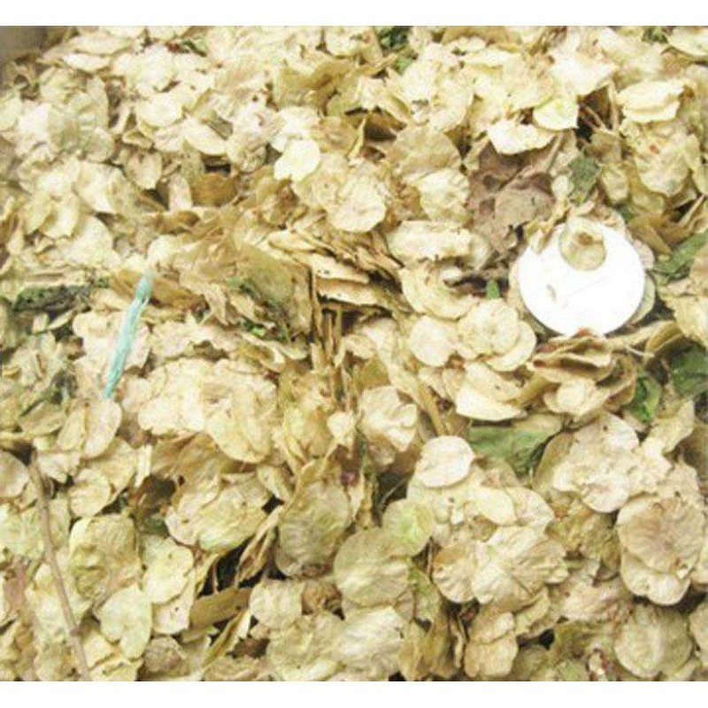 Семена вяза семена белого вяза семена вяза деньги Золотой лист семена вяза