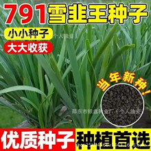 791雪韭王白根韭菜种子韭菜紫根籽原装四季蔬菜双规格一件代发