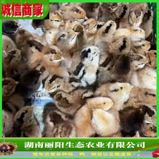麻羽绿壳蛋鸡苗孵化场供应出壳小鸡苗活体另有青脚土鸡苗鹊山鸡苗