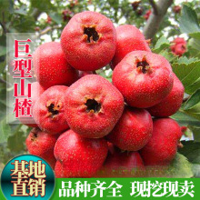 �޽��������ʹ�ɽ�������o�Ѻ��ش����ɽ高�����Ԯ���Y��