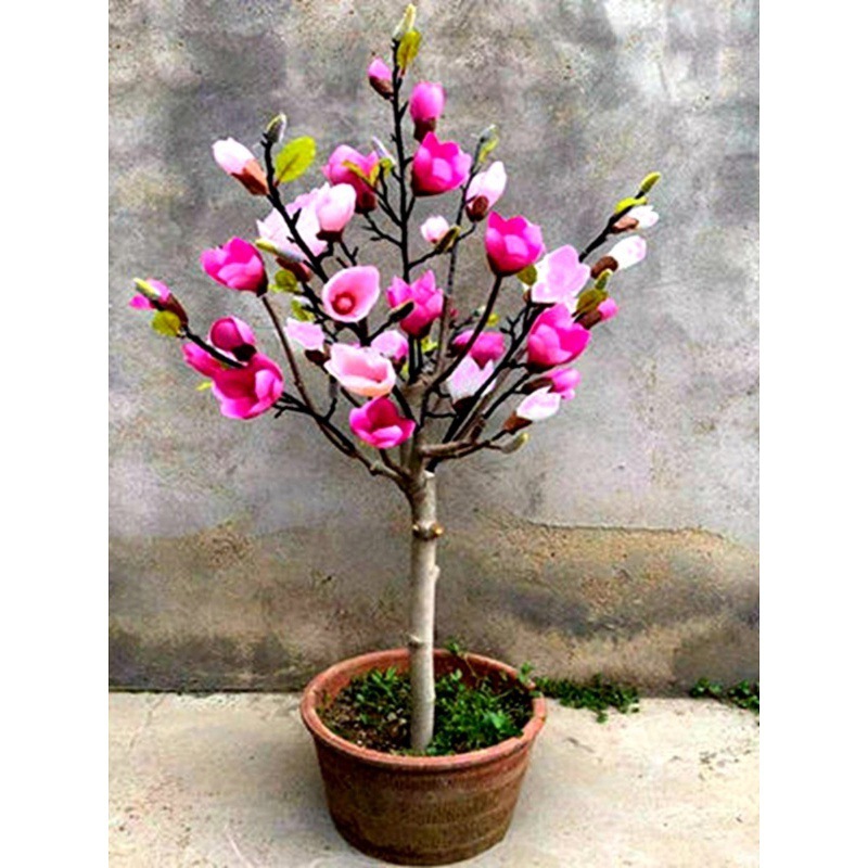 当年开花浓香玉兰花矮化盆栽地栽树苗耐寒四季开花花卉包成活好养