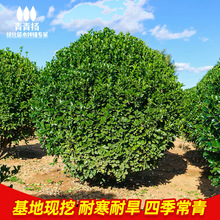 һ�����l���~�S��������������׶�����С�~��������@��ͥԺ�G��