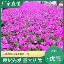 基地直供 大量矮牵牛 草花批发 盆栽 苗价格 苗基地规格齐全