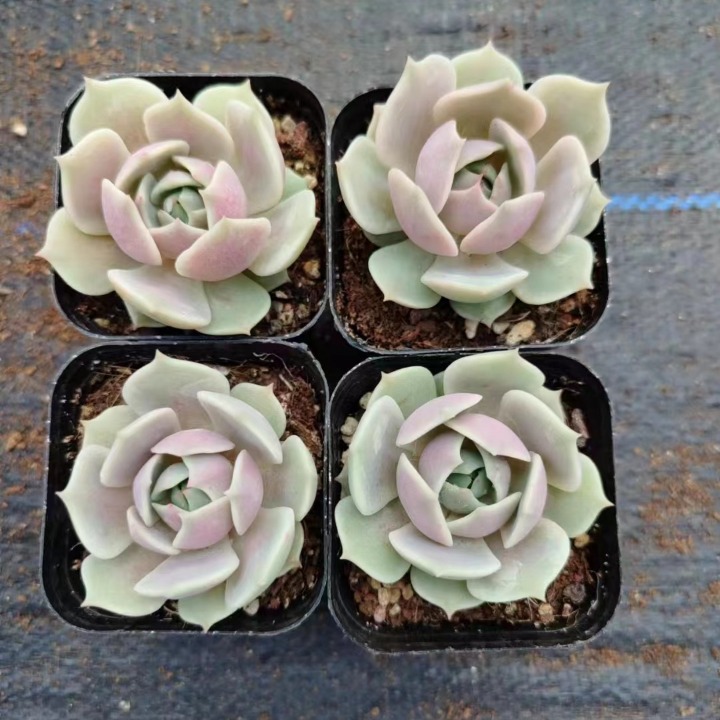 露娜莲   露娜连  漂亮 实物拍摄 6.5cm盆 多肉植物