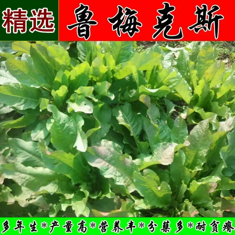 Семена Румекс Русский Корм Растительные Многолетние Четыре Сезона Кормовые Семена Крупный Рогатый Скот Овцы Курица Утка Гусь Свинья Трава Семена