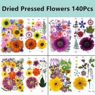 跨境热卖干花diy材料非洲菊压花干花批發真花植物标本真树叶标本