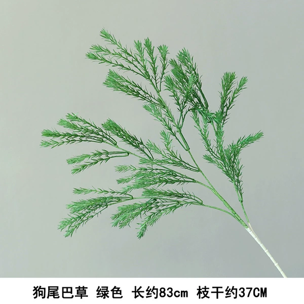 Dog Tail grass green