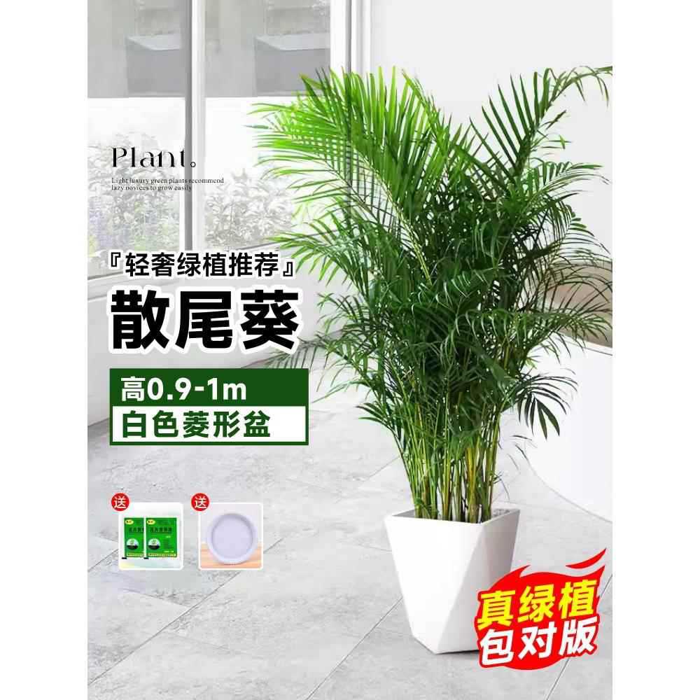 고품질 느슨한 꼬리 해바라기 높이 0.9- 1.1m 그루★흰색 마름모 세면대 + 애완동물용 베이스