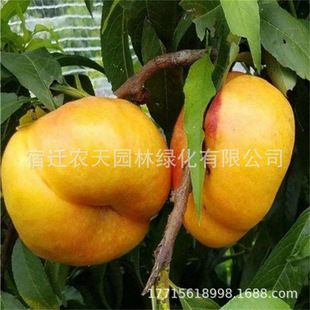 �S������AѪ���Ҙ����޽���Ʒ�N�Ҙ����ϱ����Nֲ�����ش���