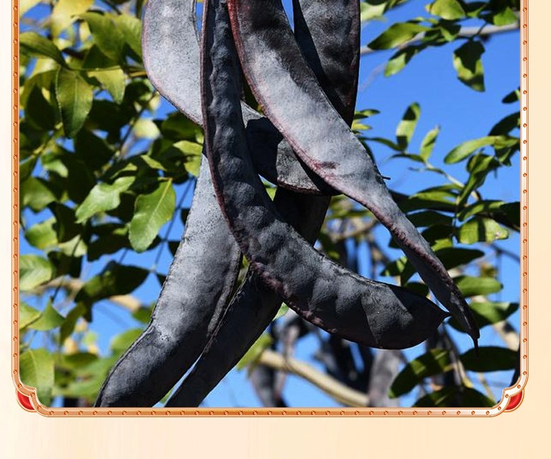 Chinese Honey Locust Zao Jiao 皂角 Dried Gleditsia sinensis Pods Traditional Herbal Decoction Ingredient 500g quality and texture