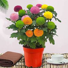 七彩乒乓球菊四季开花菊花带花盆栽花卉庭院阳台好养室内速卖通