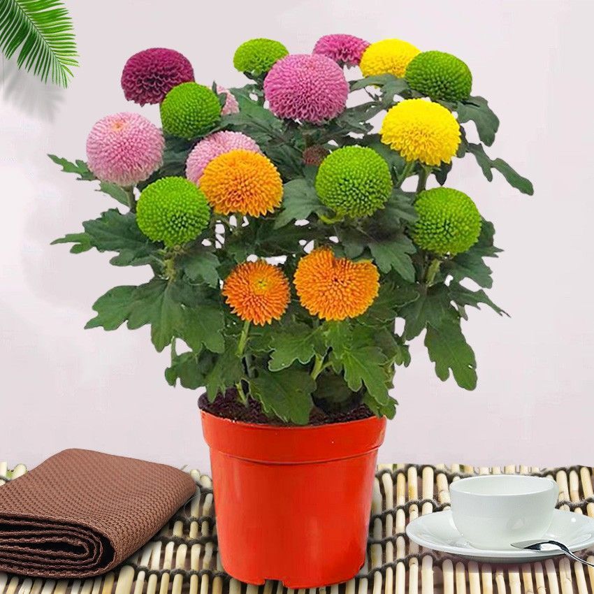 七彩乒乓球菊四季开花菊花带花盆栽花卉庭院阳台好养室内速卖通