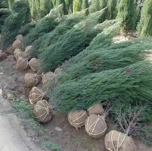 One Piece of Dragon Cypress Seedlings, Dragon Cypress Saplings, Small Dragon Cypress Balls, Cypress Cypress, Cypress Cypress, Cypress Cypress, Pagoda Pine Saplings