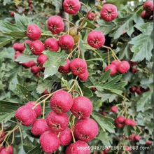 ɽ高޽ԵϷͥԺNֲشɽ箔Y