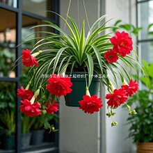 �����޵��m���ذ�����ͻ��ܾGֲ�ļ��ɷNֲ���������ͺ����׻�