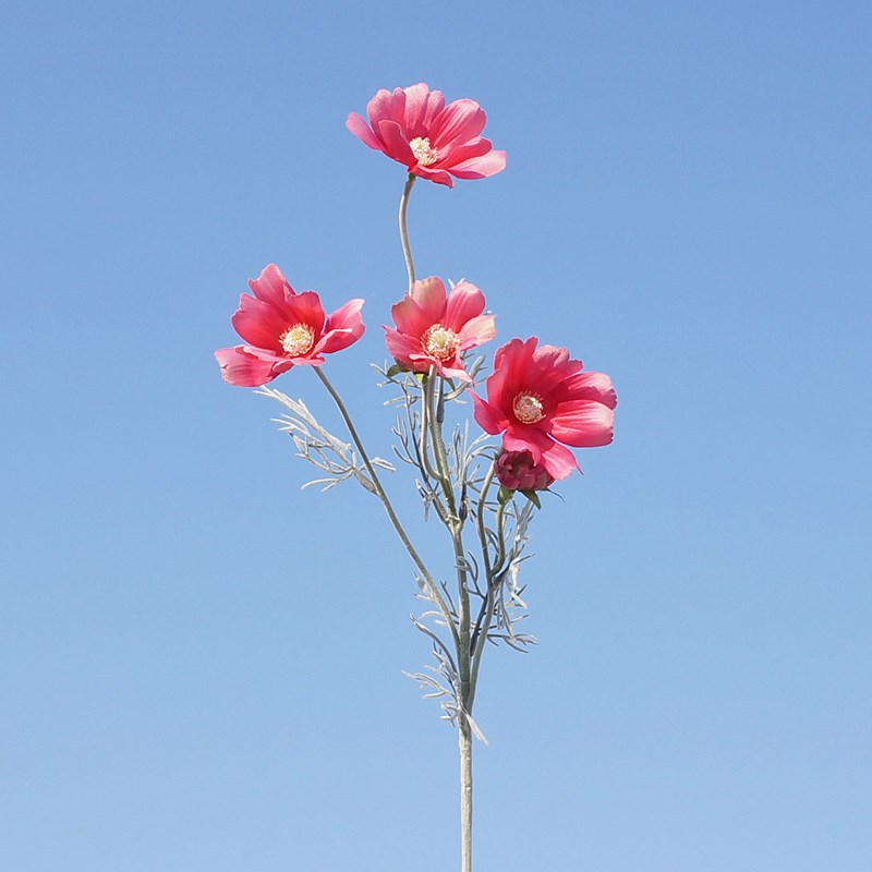 로즈 레드 2093 #