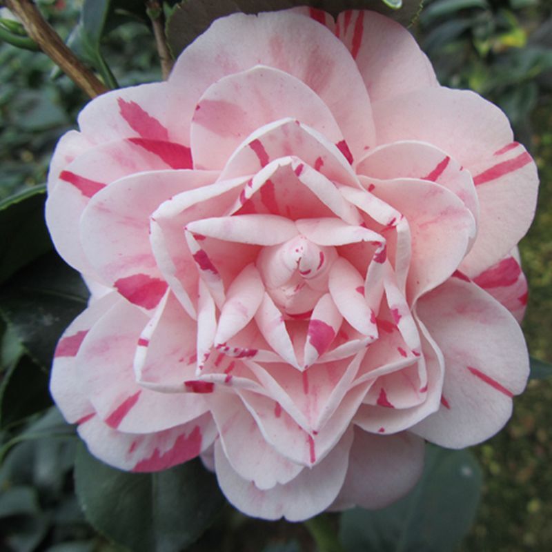 18학사 5년생 모종(새싹이 많음)에 영양비료를 공급