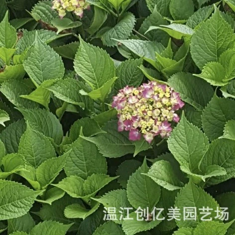 Гортензия, Цветок Восьми Несмертных, Бесконечное лето, крупноквашечная гортензия оптом, доступны скидки при покупке больших объемов.