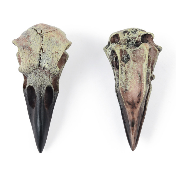 skull