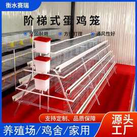 阶梯蛋鸡笼 三层四门 四层四门阶梯式蛋鸡笼 养殖场蛋鸡笼