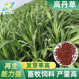 Mixed Sudan Grass, Highland Grass, Sichuan Grass Seeds, Forage Grass Manufacturer Supply, Sweet Sorghum Grass Seeds That Cattle and Sheep Like, Alfalfa