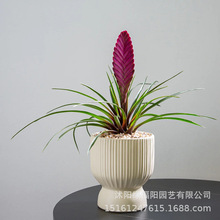 �F�m�������ϻ��P���҃�������B�Gֲ�辰�^��ֲ���̨�÷N�Gֲ