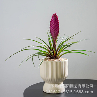 �F�m�������ϻ��P���҃�������B�Gֲ�辰�^��ֲ���̨�÷N�Gֲ