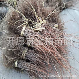 基地批发金雀锦鸡儿树苗锦鸡儿扦插小苗绿化盆景桩柠条锦鸡苗木