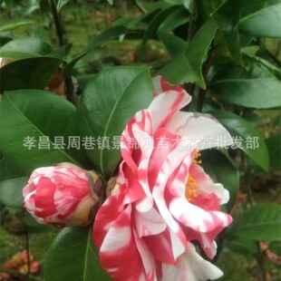 ����Т����ɫ������ľ�r��ֱ�N�軨����ɽ�軨С�����l�r���sd