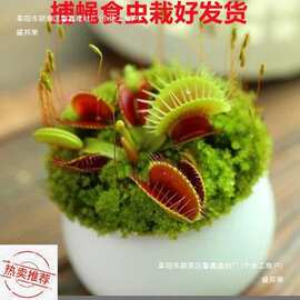 捕蝇草盆栽夏季水培驱蚊草食虫草猪笼草食人花室内好养花卉绿植物