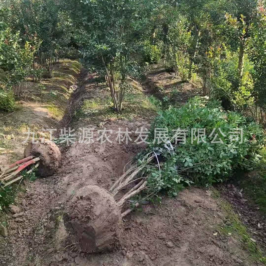 Поставка саженцев магнолии креповой, семян магнолии креповой, магнолии креповой с красными цветками, магнолии креповой с фиолетовыми цветами, маленьких саженцев магнолии креповой, 6cm магнолии креповой.