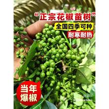 ĴtۻʳԵϱNֲ齷໨