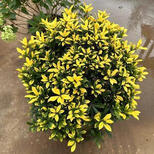 ���Rֲ���S���۹����� �M�ڶ�������ͥԺ�Nֲ�������^�~ֲ�ﳣ�G