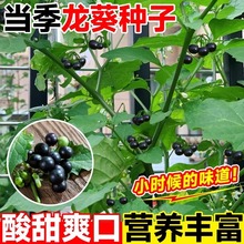 龙葵种籽黑黝黝阳台水果野生龙葵种子盆栽四季可种黄天天室内高产